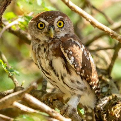 Chevêchette perlée, Glaucidium perlatum