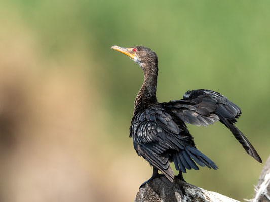 Cormoran africain Microcarbo africanus. Doho lodge