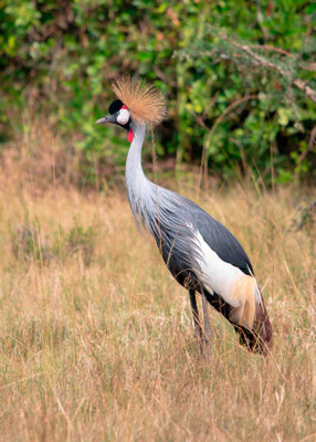 Grue royale, Balearica regulorum