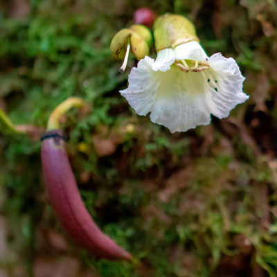 Parmentiera sp. (Bignoniaceae)