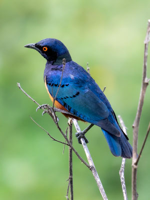 Choucador de Hildebrandt, Lamprotornis hildebrandti, endémique du Kenya et de la Tanzanie