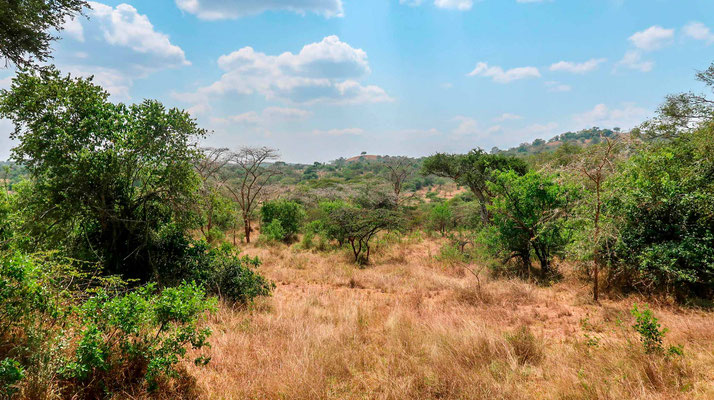 Milieu typique du parc, la savane arborée.