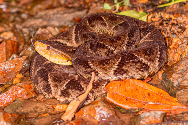 Magnifique spécimen de Fer-de-lance, Bothrops asper