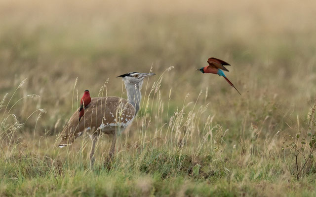 Outarde arabe, Ardeotis arabs et Guêpier écarlate, Merops nubicus. Réseve d'Aledeghi