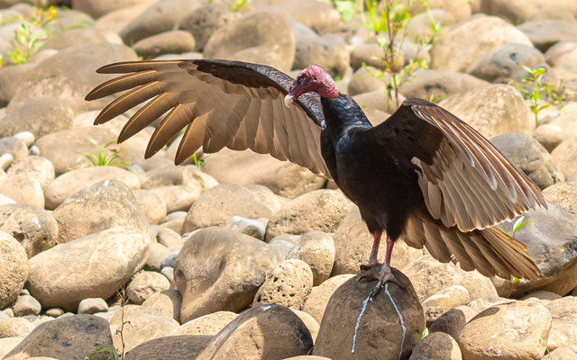 Urubu à tête rouge, Cathartes aura, adulte