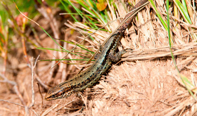 Lézard vivipare, Zootoca vivipara