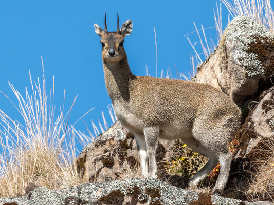 Oreotragus oreotragus saltatrixoides. Sous espèce endémique.