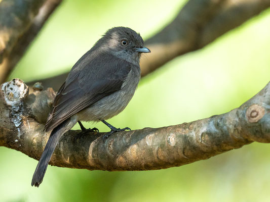 Gobemouche chocolat, Melaenornis chocolatinus