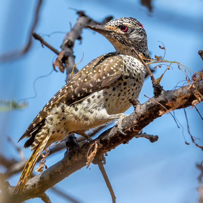 Cardinal Woodpecker, Chloropicus fuscescens