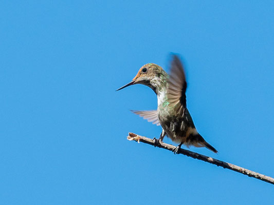  Coquette de Gould, Lophornis gouldii femelle