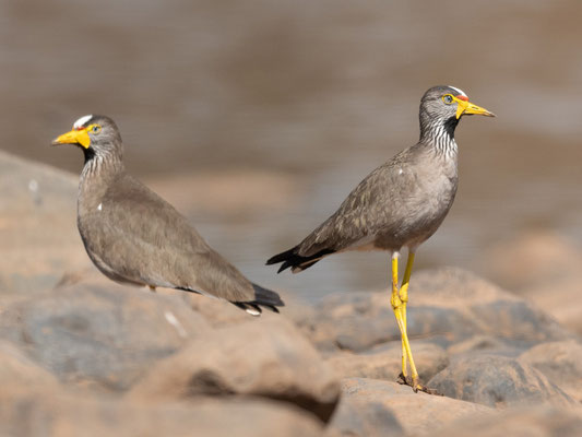 Vanneau du Sénégal, Vanellus senegalensis