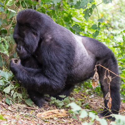 Dos argenté du Gorille des montagnes, Gorilla beringei beringei 