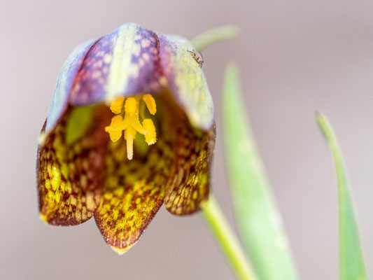 Fritillaria acmopetala