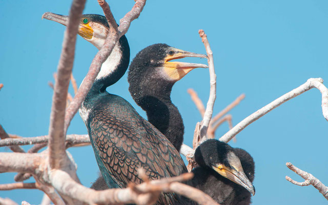 Grand cormoran, Phalacrocorax carbo