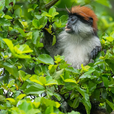 Colobe des gordon, Piliocolobus gordonorum. L'un des singes endémique de cette chaine de montagne