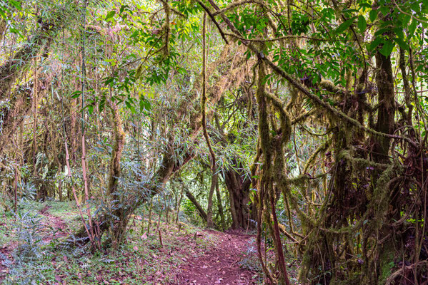 Ambiance de la forêt d'Harenna