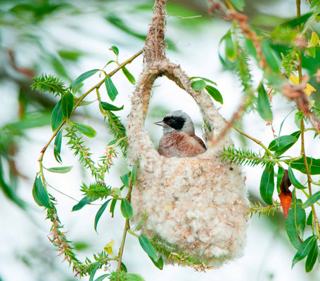 Rémiz penduline, Remiz pendulinus dans son nid