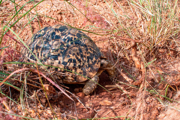 Tortue léopard, Stigmochelys pardalis