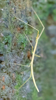 Phasme indéterminé (Phasmatodea )