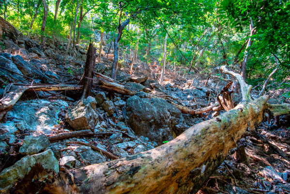 Milieu rocailleux et forestier typique de la zone sèche pacifique