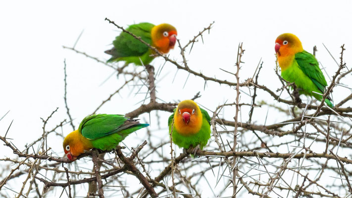 Inséparable de Fischer, Agapornis fischeri