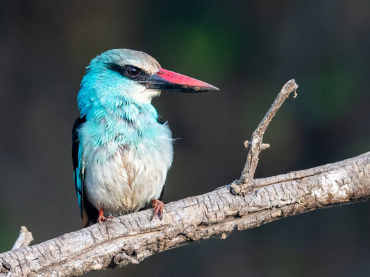 Martin-chasseur à poitrine bleue,  Halcyon malimbica