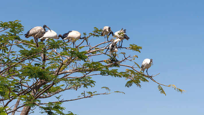 African Sacred Ibis, Threskiornis aethiopicus