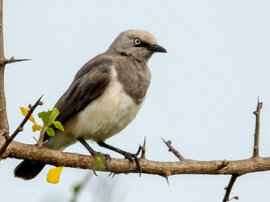 Spréo de Fischer, Lamprotornis fischeri