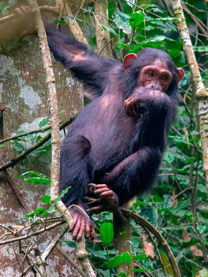 Chimpanzee , Pan troglodytes