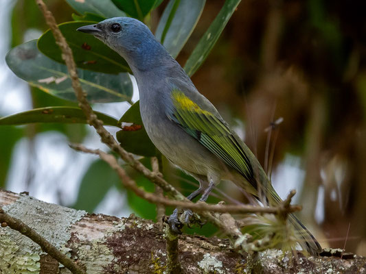  Tangara orné, Thraupis ornata 