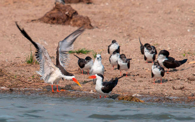 Bec-en-ciseaux d'Afrique, Rynchops flavirostris et une Sterne de Hansel, Sterna nilotica en plumage internuptial