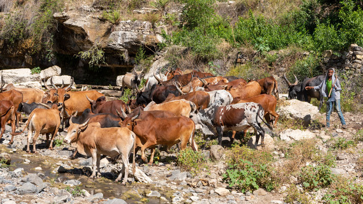 Small herd coming to drink