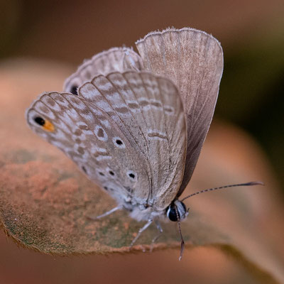 Euchrysops malathana