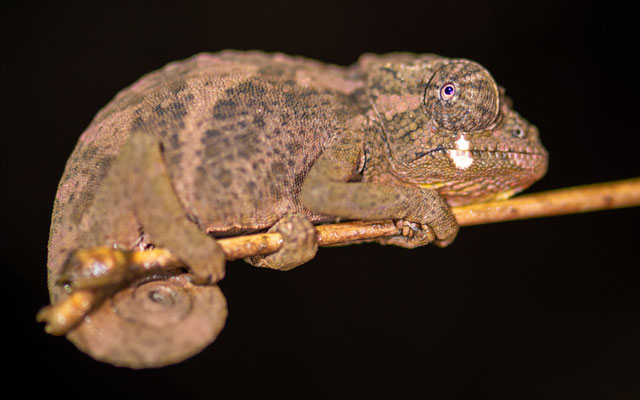 Johnston's three-horned chameleon, Trioceros johnstoni, juvenile