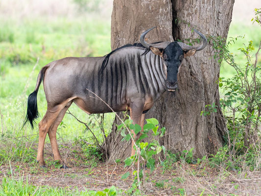 Gnou à barbe blanche de l'ouest, Connochaetes taurinus mearnsi