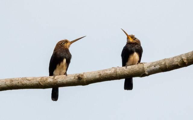  Jacamar brun, Brachygalba lugubris