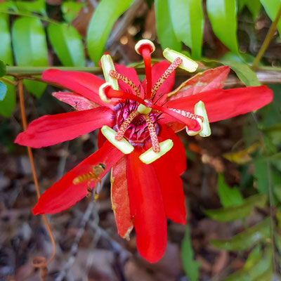  Passiflora sp.