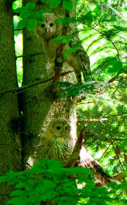 Chouette de l'Oural, Strix uralensis