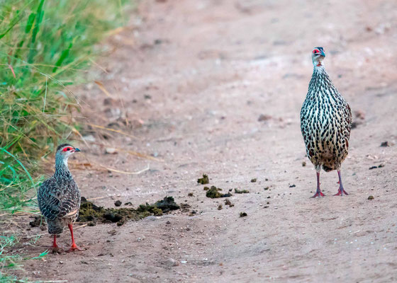 Francolin de Clappperton, Pternistis clappertoni