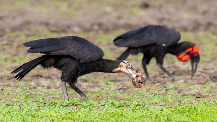 Bucorve du Sud, Bucorvus leadbeateri