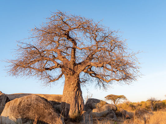 Baobab africain, Adansonia digitata