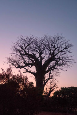 Coucher de Soleil sur un baobab