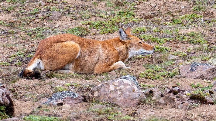 Loup d'Abyssinie, Canis simenso