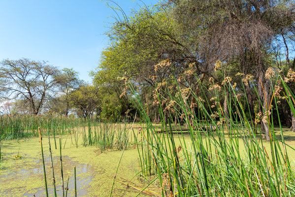 Marécage bordant le lac Chamo