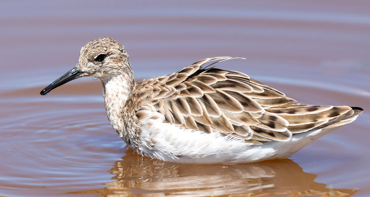 Combattant varié, Philomachus pugnax