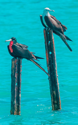 Frégate superbe, Fregata magnificens, mâle et femelle