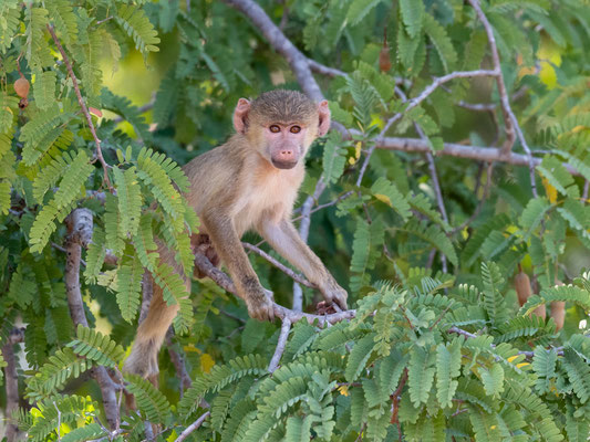 Babouin cynocéphale, Papio cynocephalus