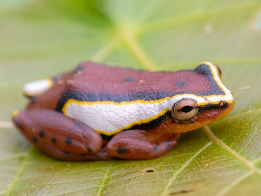 Hyperolius mitchelli, forêt d'Amani.