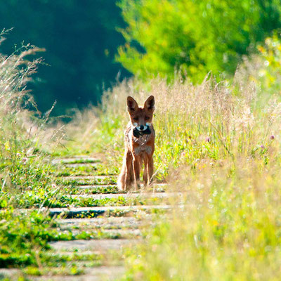 Renard roux, Vulpes vulpes