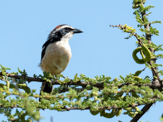 Gonolek à nuque rouge, Laniarius ruficeps